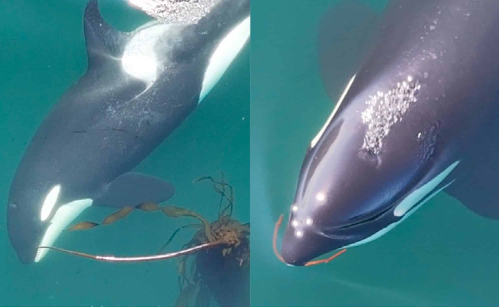 Drone Footage Uncovers Orcas Crafting Kelp Tools For Social Grooming
